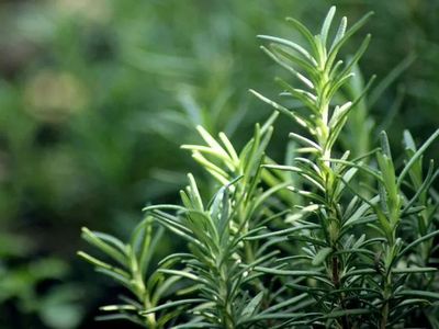 廚房香料植物-迷迭香篇 從餐桌到工業(yè)，深度解析迷迭香的提取與應(yīng)用
